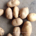 2021 New Season Fresh Vegetable Exporter With International Certificationss Fresh Potato